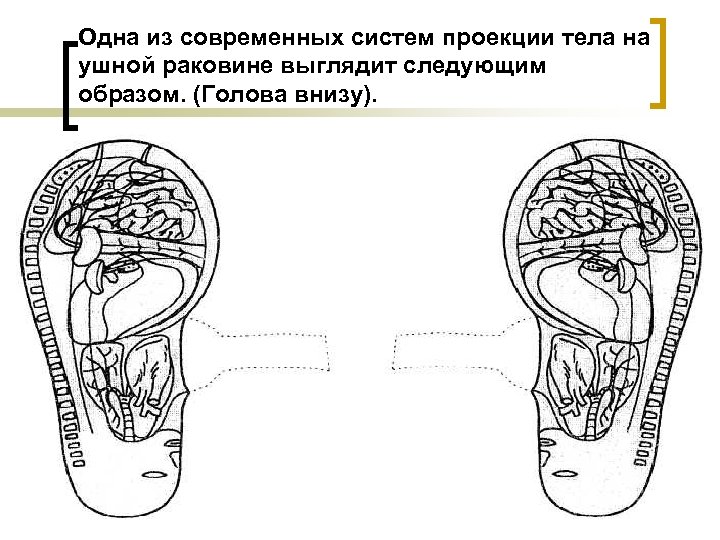 Су джок ухо схема точек