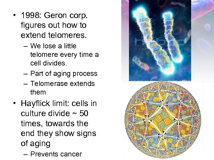 • 1998: Geron corp. figures out how to extend telomeres. – We lose
