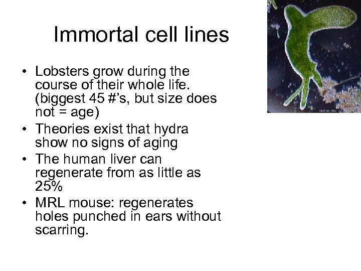 Immortal cell lines • Lobsters grow during the course of their whole life. (biggest