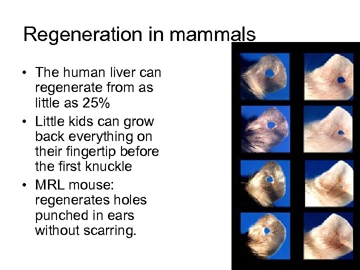 Regeneration in mammals • The human liver can regenerate from as little as 25%