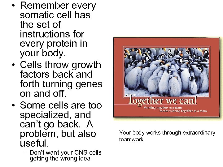 • Remember every somatic cell has the set of instructions for every protein