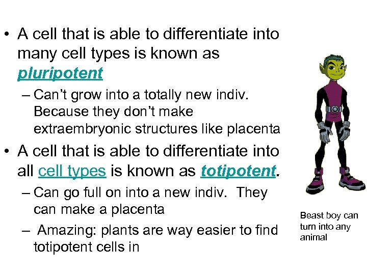  • A cell that is able to differentiate into many cell types is