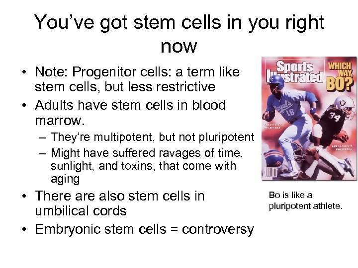 You’ve got stem cells in you right now • Note: Progenitor cells: a term