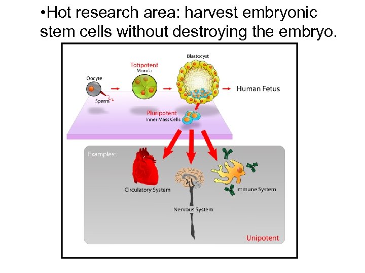  • Hot research area: harvest embryonic stem cells without destroying the embryo. 