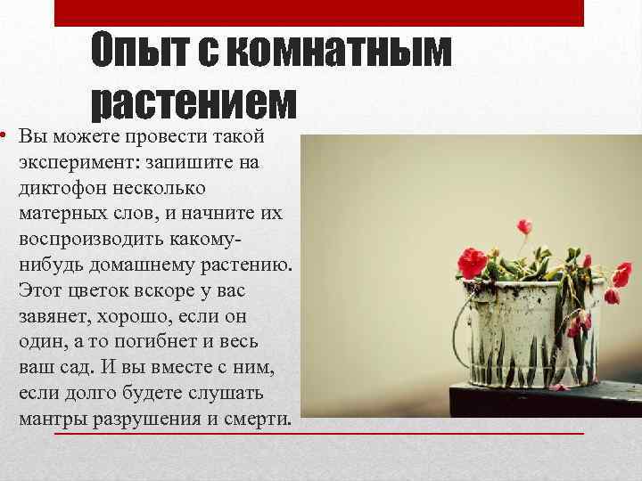 Опыт с комнатным растением • Вы можете провести такой эксперимент: запишите на диктофон несколько