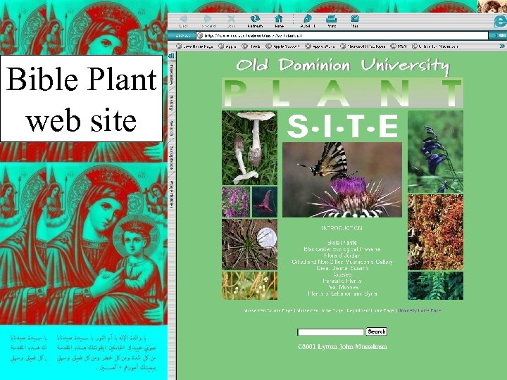 Bible Plant web site 