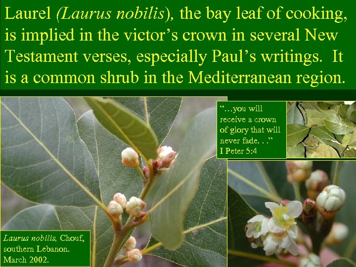 Laurel (Laurus nobilis), the bay leaf of cooking, is implied in the victor’s crown