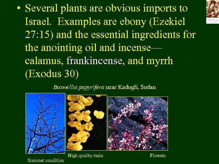  • Several plants are obvious imports to Israel. Examples are ebony (Ezekiel 27: