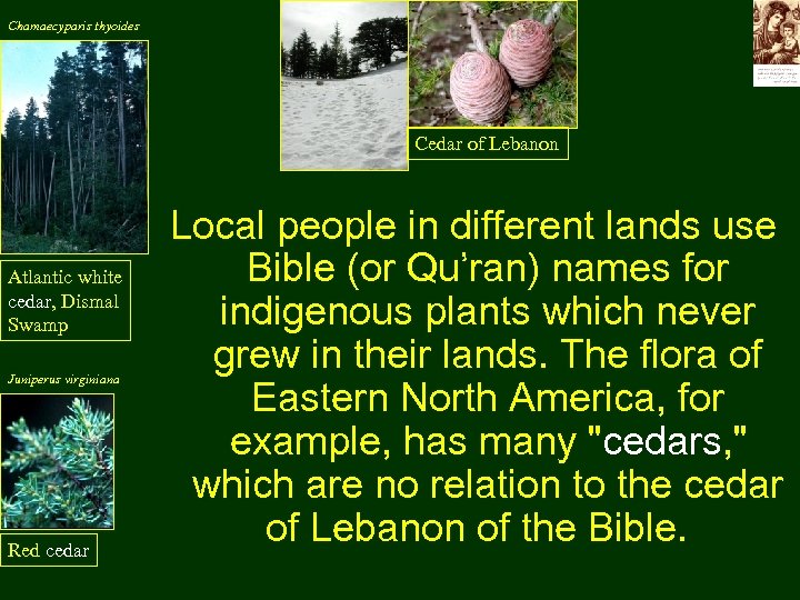 Chamaecyparis thyoides Cedar of Lebanon Atlantic white cedar, Dismal Swamp Juniperus virginiana Red cedar