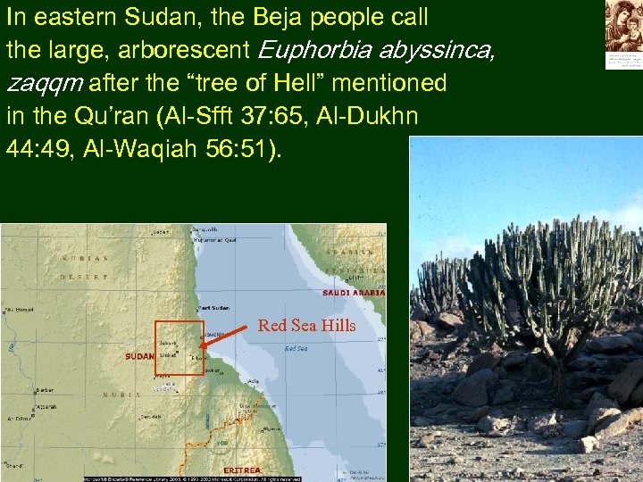 In eastern Sudan, the Beja people call the large, arborescent Euphorbia abyssinca, zaqqm after