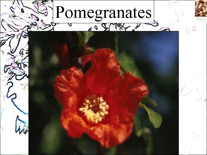 Pomegranates 