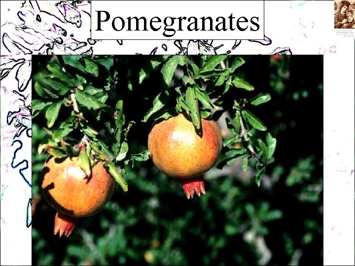 Pomegranates 