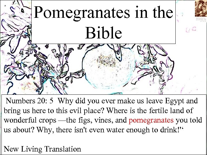 Pomegranates in the Bible Numbers 20: 5 Why did you ever make us leave