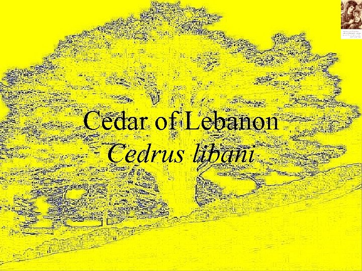 Cedar of Lebanon Cedrus libani 