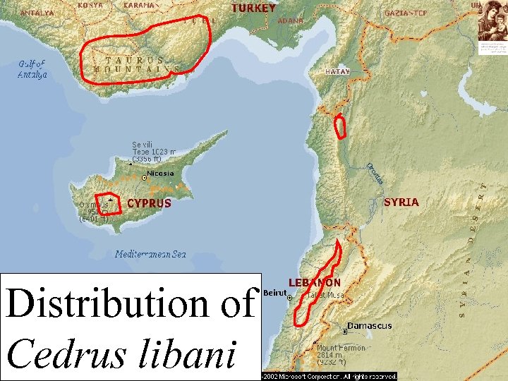 Distribution of Cedrus libani 