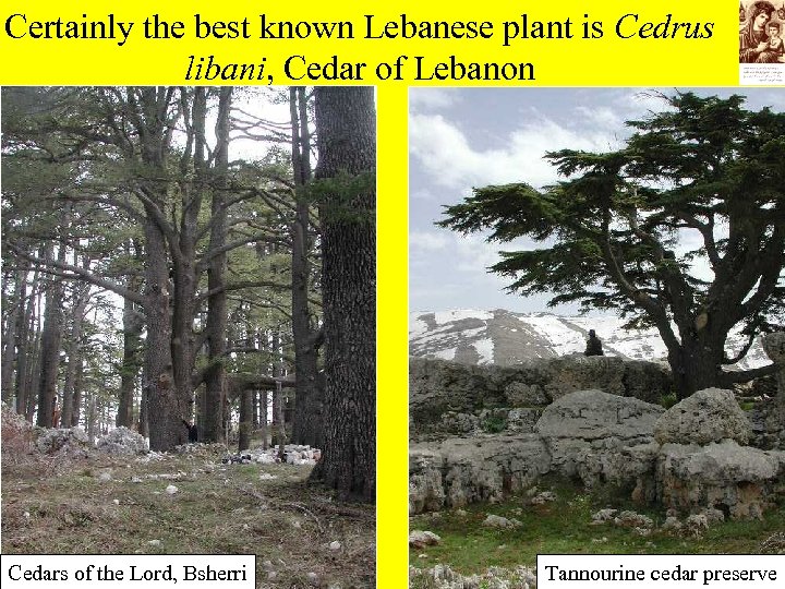 Certainly the best known Lebanese plant is Cedrus libani, Cedar of Lebanon Cedars of