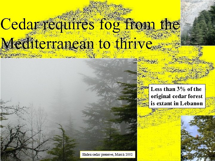 Cedar requires fog from the Mediterranean to thrive Less than 3% of the original