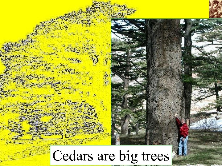 Cedars are big trees 