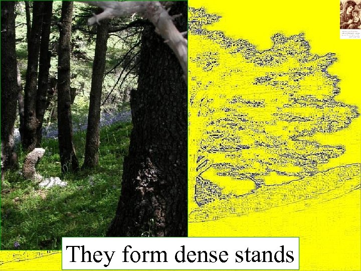 They form dense stands 