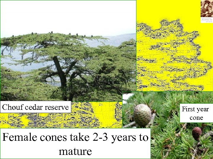 Chouf cedar reserve Female cones take 2 -3 years to mature First year cone