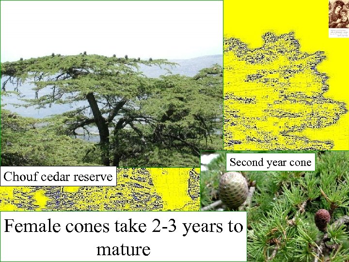 Second year cone Chouf cedar reserve Female cones take 2 -3 years to mature