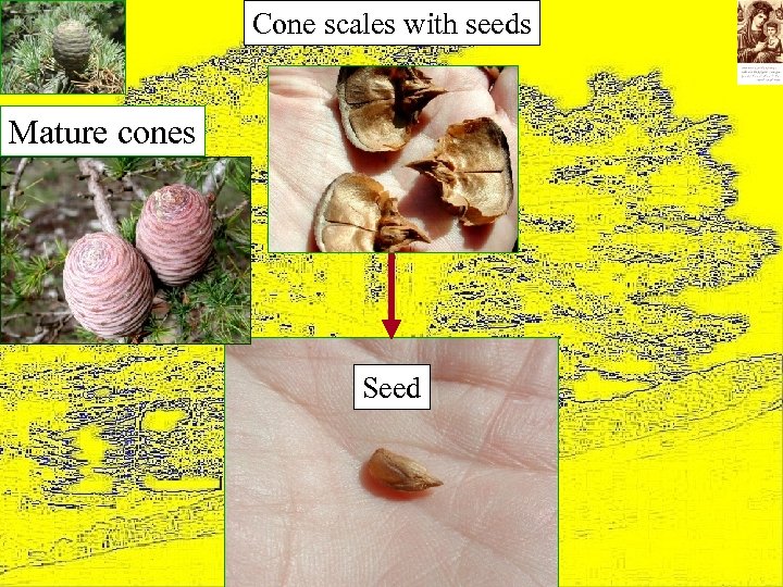 Cone scales with seeds Mature cones Seed 