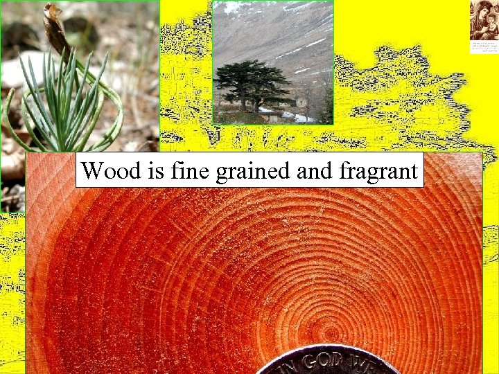 Wood is fine grained and fragrant 