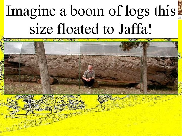 Imagine a boom of logs this size floated to Jaffa! 
