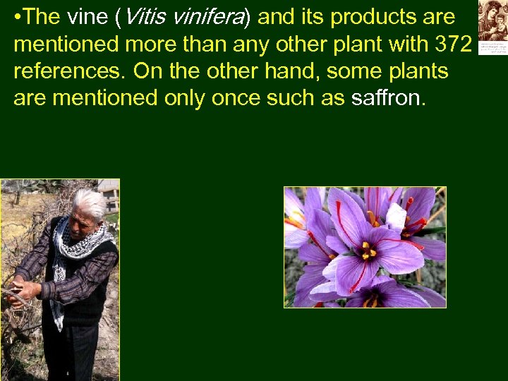  • The vine (Vitis vinifera) and its products are mentioned more than any