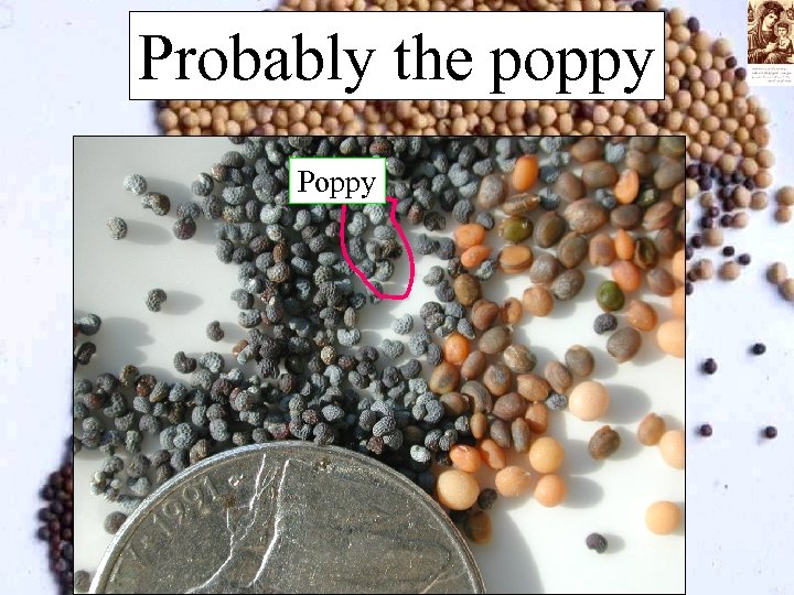 Probably the poppy Poppy 