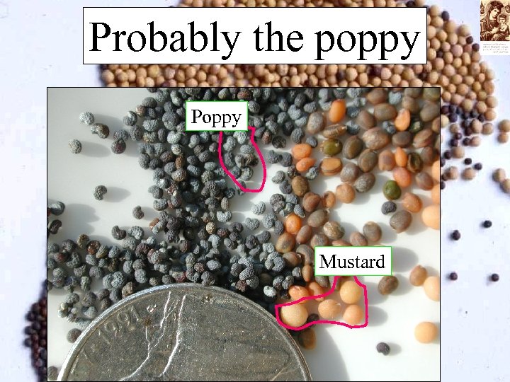 Probably the poppy Poppy Mustard 