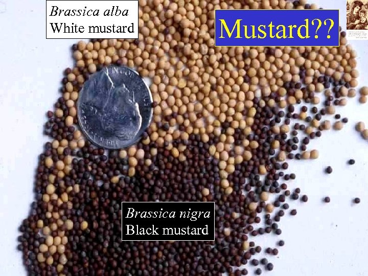 Brassica alba White mustard Brassica nigra Black mustard Mustard? ? 