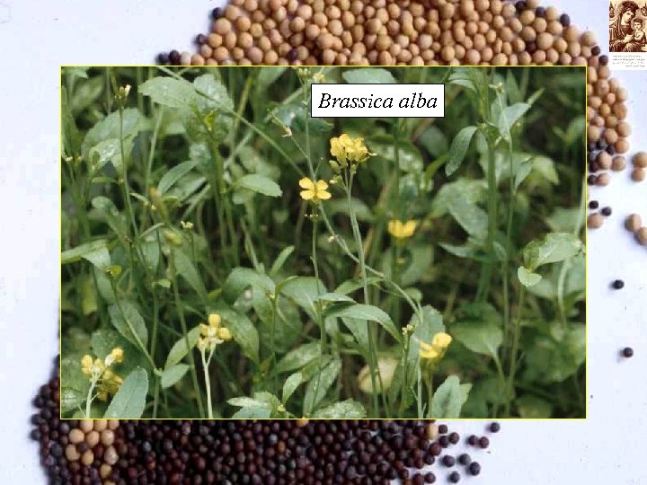 Brassica alba 