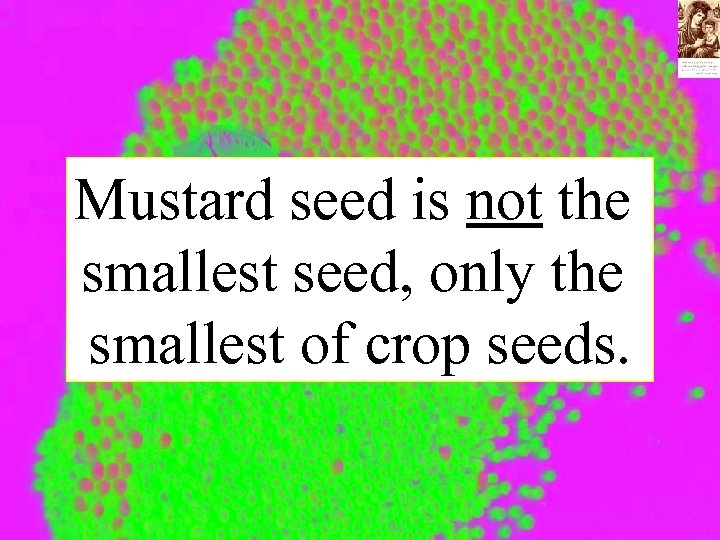 Mustard seed is not the smallest seed, only the smallest of crop seeds. 