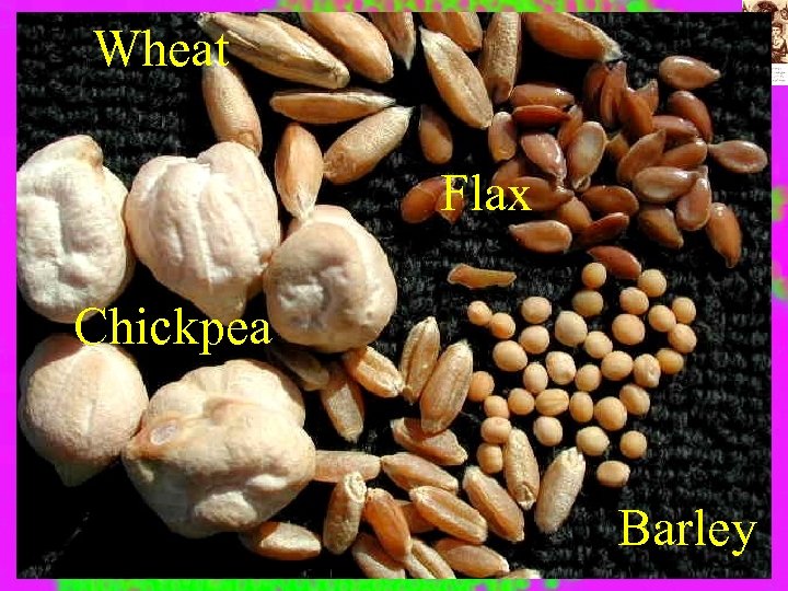 Wheat Flax Chickpea Barley 