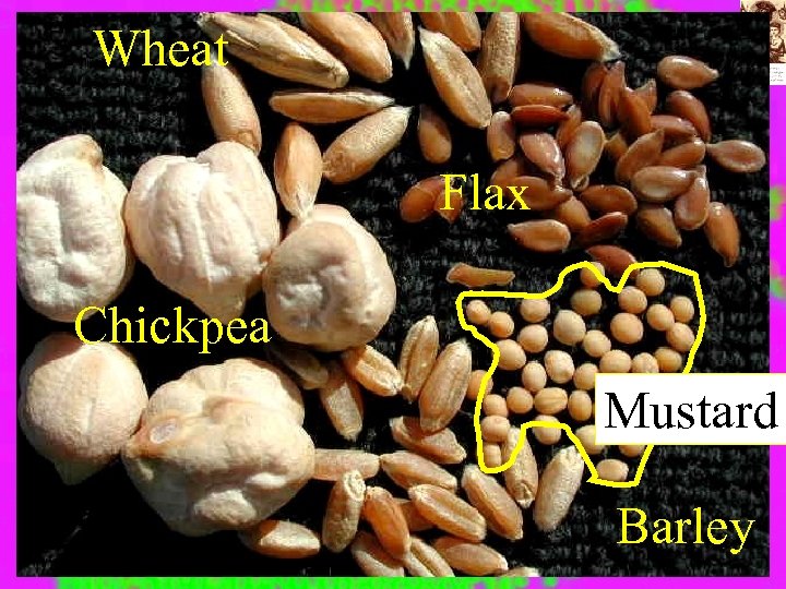 Wheat Flax Chickpea Mustard Barley 