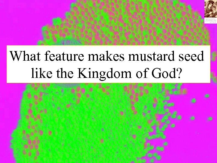 What feature makes mustard seed like the Kingdom of God? 