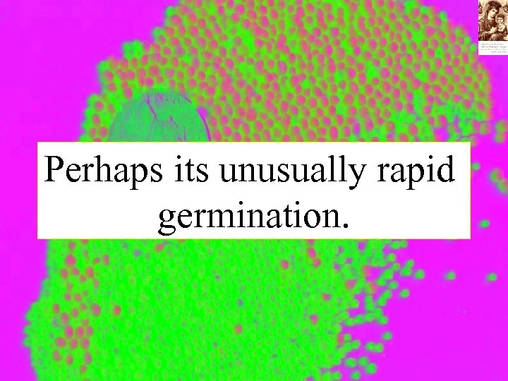 Perhaps its unusually rapid germination. 