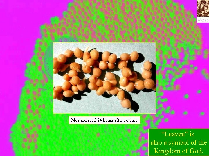 Mustard seed 24 hours after sowing “Leaven” is also a symbol of the Kingdom