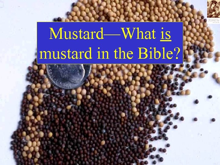Mustard—What is mustard in the Bible? 