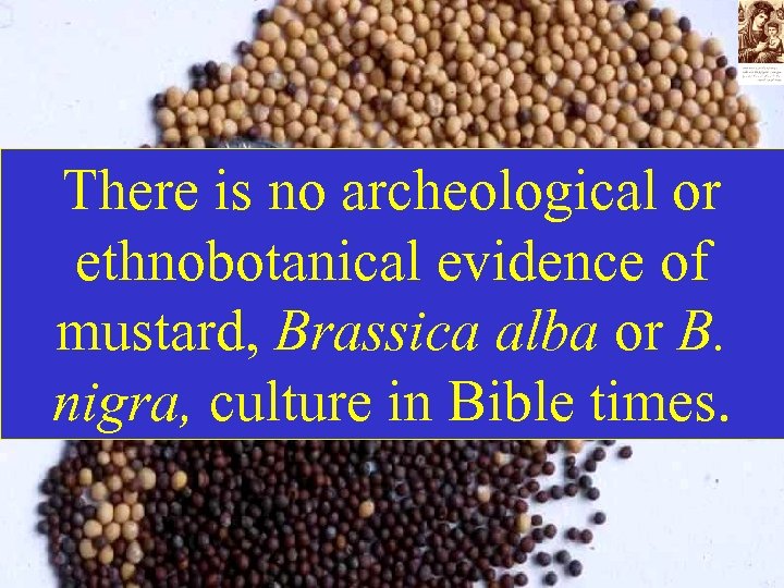 There is no archeological or ethnobotanical evidence of mustard, Brassica alba or B. nigra,