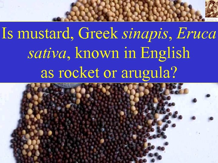 Is mustard, Greek sinapis, Eruca sativa, known in English as rocket or arugula? 
