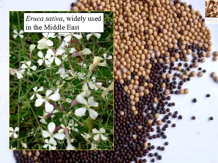 Eruca sativa, widely used in the Middle East 