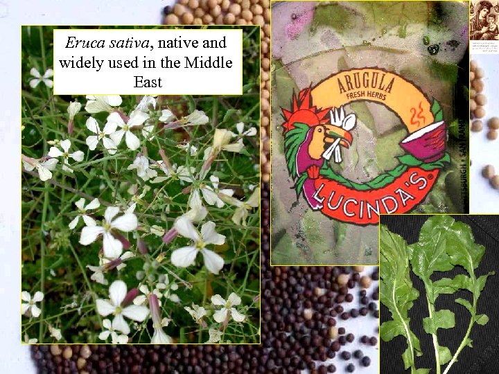 Eruca sativa, native and widely used in the Middle East 