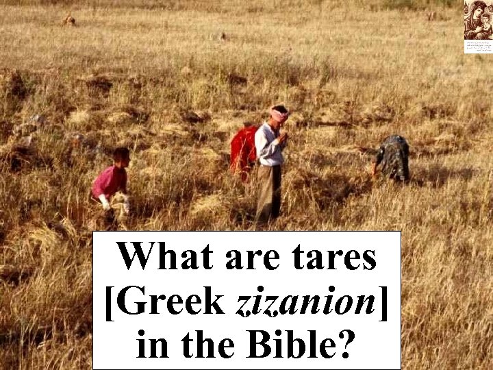 What are tares [Greek zizanion] in the Bible? 