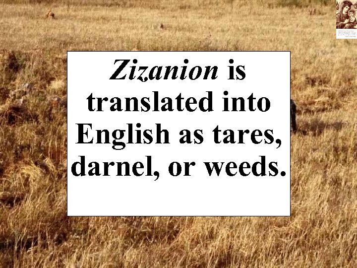 Zizanion is translated into English as tares, darnel, or weeds. 