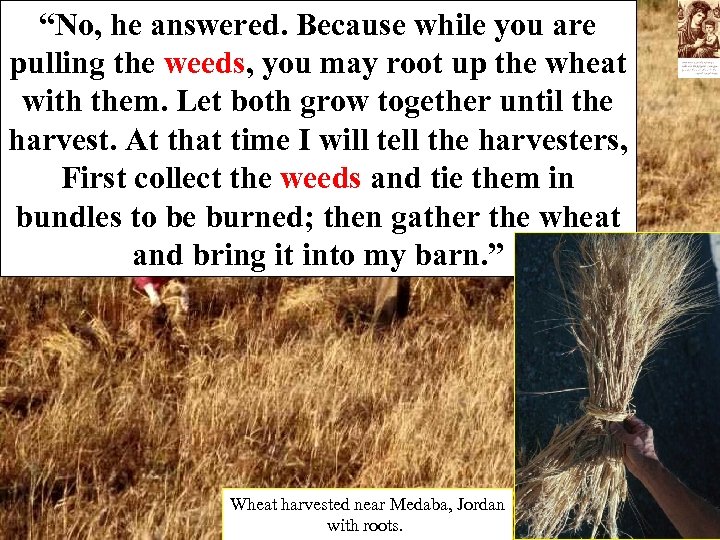 “No, he answered. Because while you are pulling the weeds, you may root up