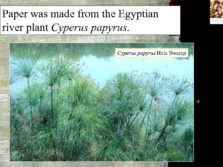 Paper was made from the Egyptian river plant Cyperus papyrus Hula Swamp 