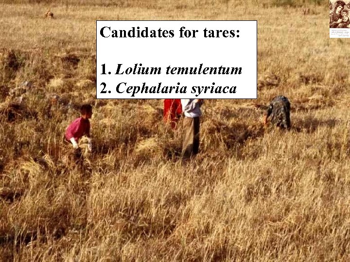 Candidates for tares: 1. Lolium temulentum 2. Cephalaria syriaca 