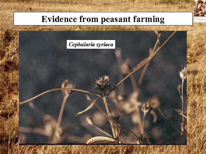 Evidence from peasant farming Cephalaria syriaca 